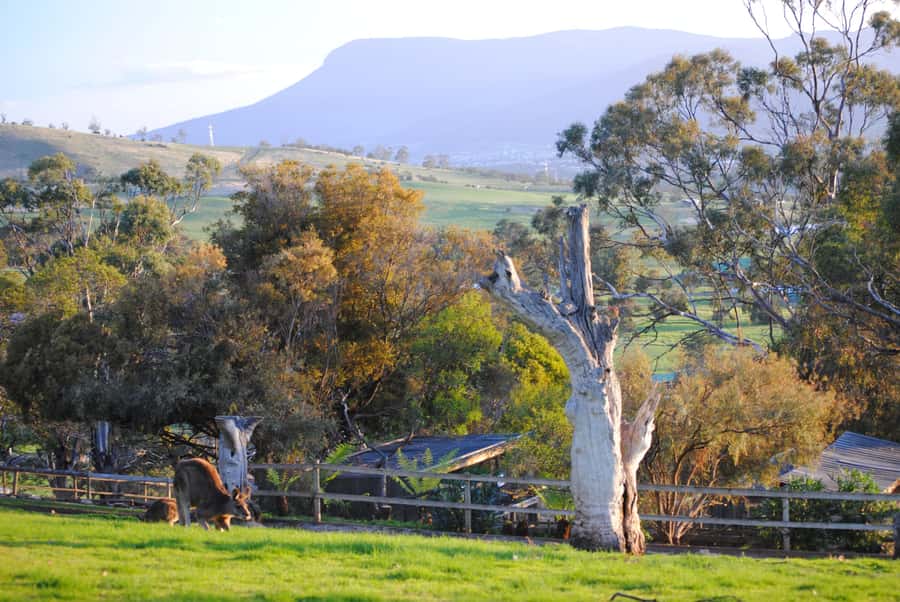 Hobart: Admission Ticket to Bonorong Wildlife Sanctuary - Start with the kangaroos