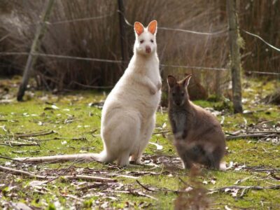 Bruny Island Food, Sightseeing & Lighthouse Day Tour
