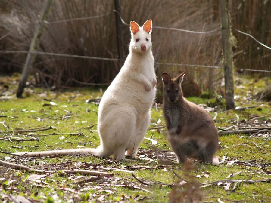 Hobart: Bruny Island Food, Sightseeing & Lighthouse Day Tour - The ferry ride and the island road