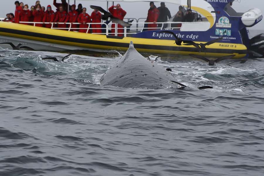 Hobart: Bruny Island Wilderness Coast Eco Cruise with Lunch - Key points to know before you book