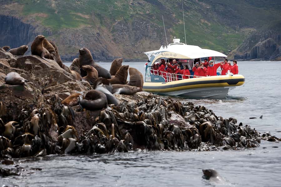 Hobart: Bruny Island Wilderness Coast Eco Cruise with Lunch - What the cruise feels like in real conditions