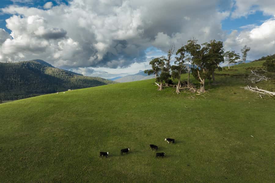 Hobart: Hastings Cave, Tahune Airwalk and Huon Tasting Trail - What the forest stop means for different walkers