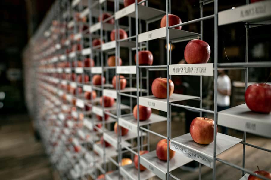 Hobart: Hastings Cave, Tahune Airwalk and Huon Tasting Trail - The Huon River and apple country