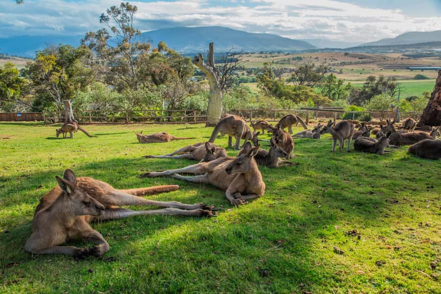 Hobart Highlights Day Tour - Who will enjoy this day most