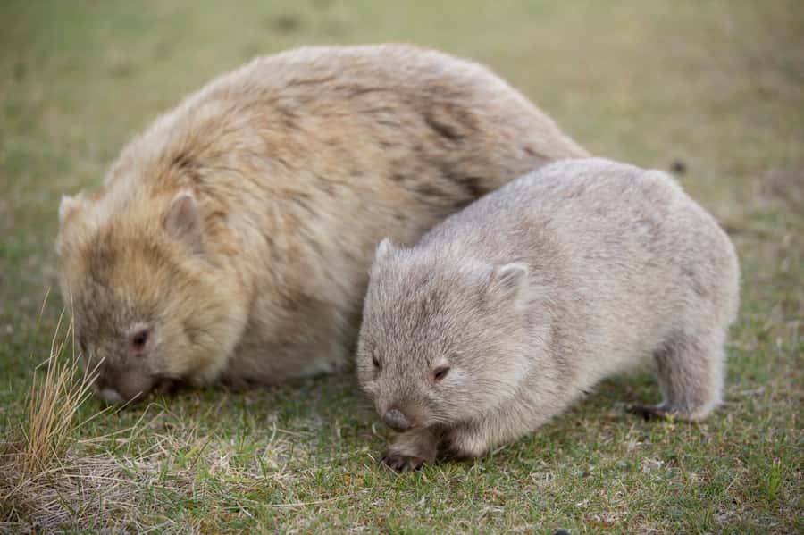 Hobart: Maria Island National Park Active Full-Day Tour - Darlington: a convict settlement in a quiet place