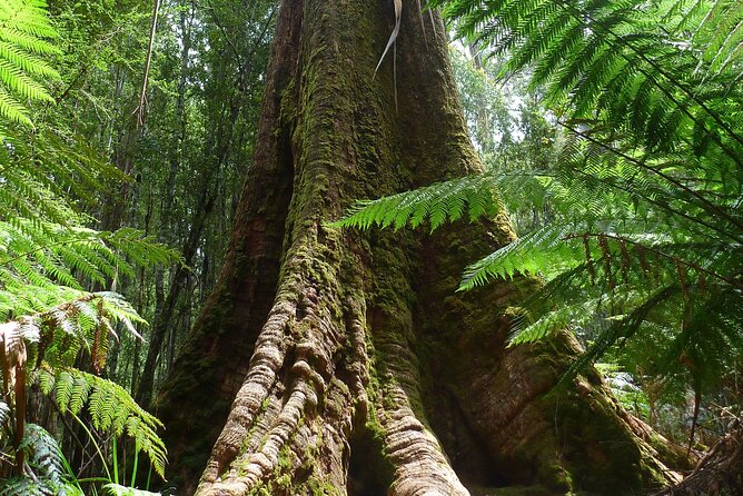 Hobart: Mt. Field, Mt Wellington & Wildlife - Active Day Tour - Kunanyi offers the final high point