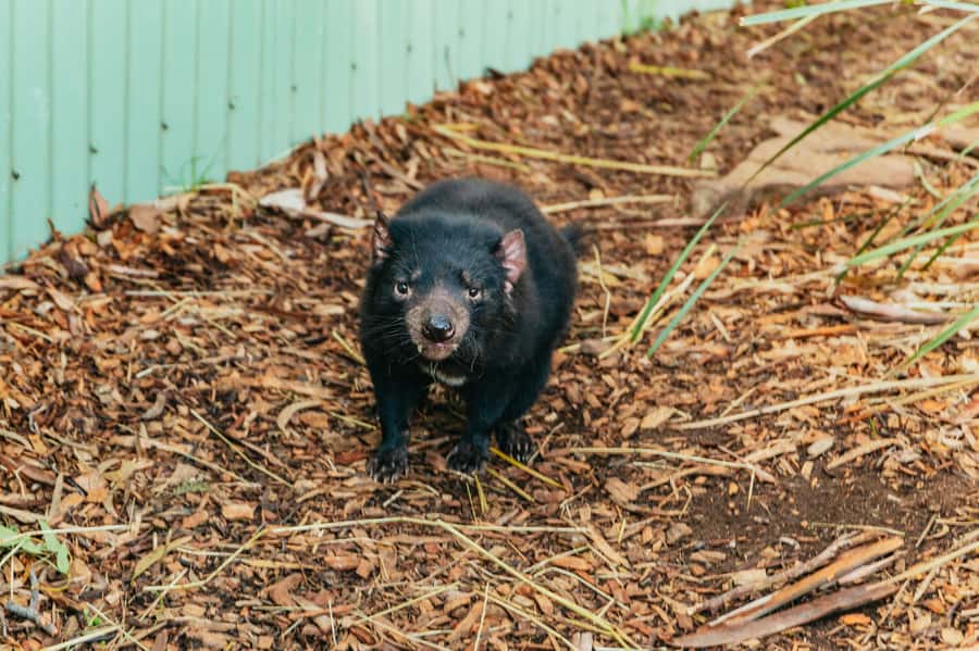 Hobart: Mt Wellington, Mt Field, Bonorong and Richmond Trip - Why this Hobart day trip works