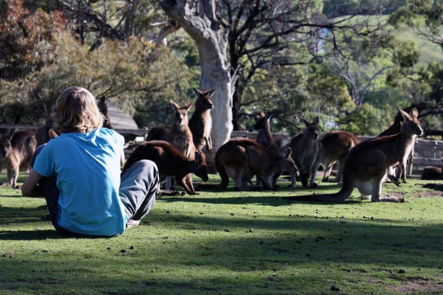 Hobart: Mt Wellington, Richmond, & Bonorong Wildlife Tour - Richmond, where history is easy to walk into