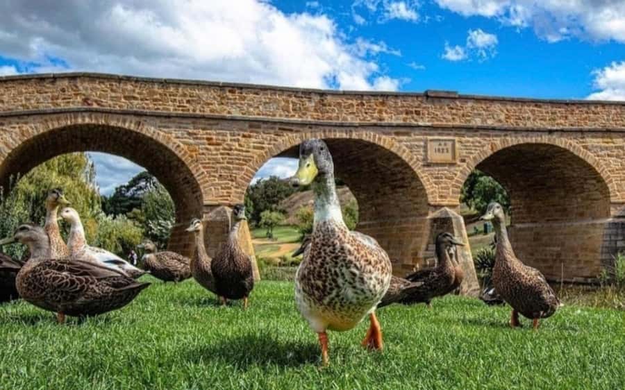 Hobart: Mt Wellington, Richmond, & Bonorong Wildlife Tour - How the schedule feels over eight hours
