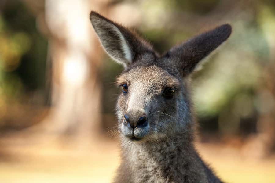 Hobart: Port Arthur, Richmond & Tassie Devil - Active Tour - Richmond and Australia’s oldest bridge