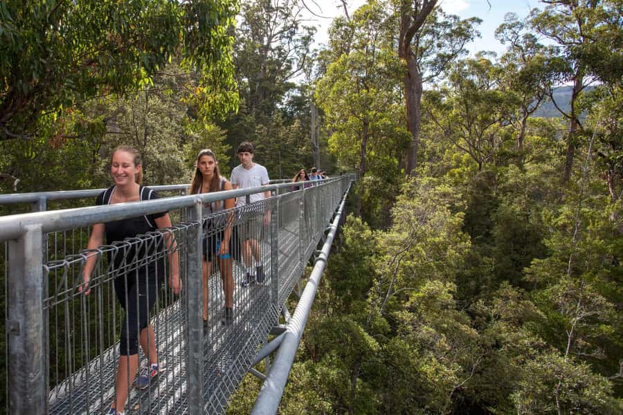 Hobart: Tahune Airwalk & Hastings Caves - Active Day Tour - Swinging bridges over the Huon River