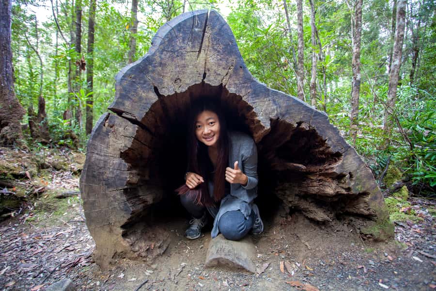 Hobart: Tahune Airwalk & Hastings Caves - Active Day Tour - The early ride through the Huon Valley