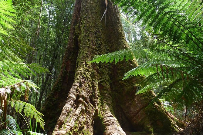 Hobart: Waterfalls, Wilderness & Wildlife - Active Day Tour - What the guide adds to the day