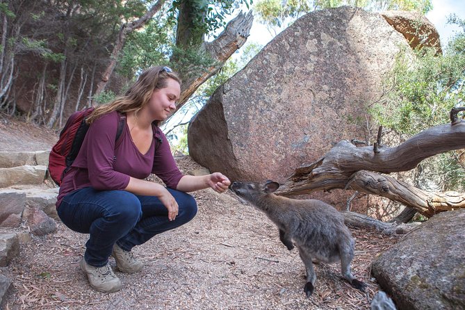 Hobart: Wineglass Bay & Freycinet National Park - Active Day Tour - Cape Tourville Lighthouse and the easy circuit
