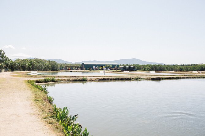 Hook-a-Barra Gourmet Farm Tour - Barramundi viewing tanks and feeding time