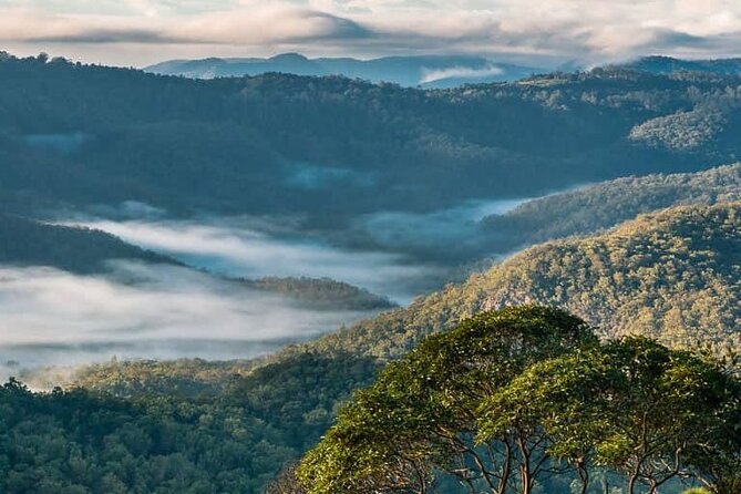 Hop on Hop Off Bus - Tamborine Mountain - Gallery Walk: two hours of browsing and tasting
