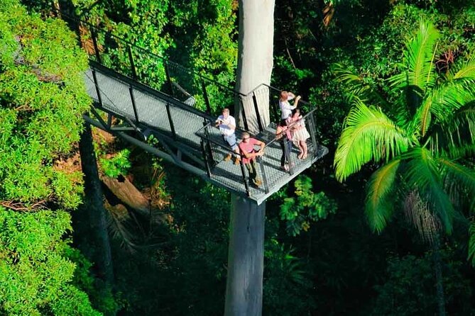 Hop on Hop off - Tamborine Rainforest Skywalk + Glow Worm Caves - The Rainforest Skywalk: the strongest outdoor stop