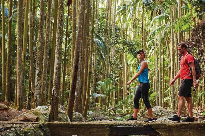 Hop on Hop off - Tamborine Rainforest Skywalk + Glow Worm Caves - Optional stops: gardens, falls, food, and shopping