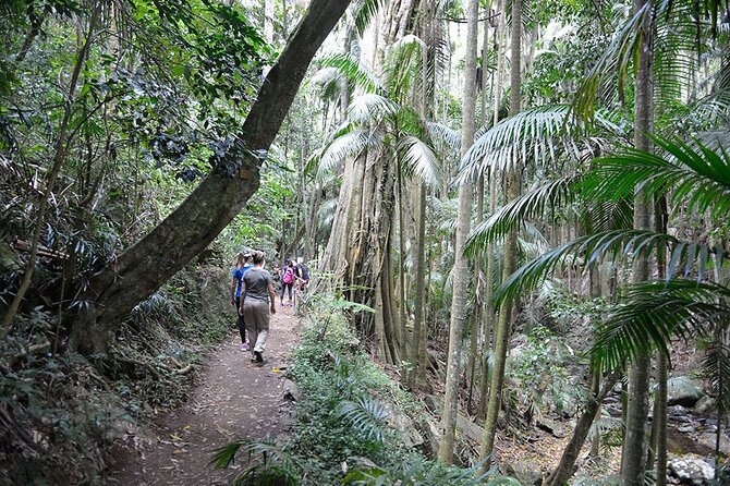 Hop on Hop off - Tamborine Rainforest Skywalk + Glow Worm Caves - Weather, fitness, and what to bring