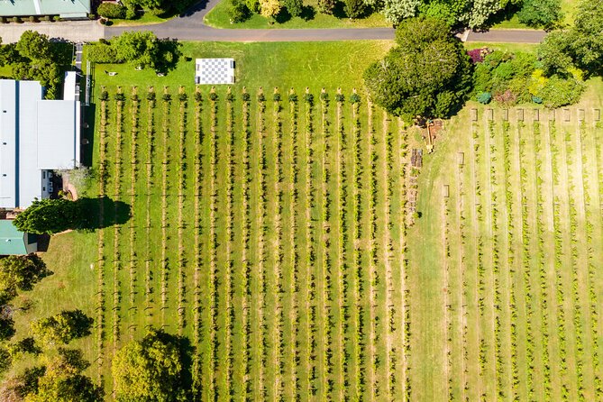 Hop on Hop off Wine tasting tour to Tamborine Mountain - How much value do you get for AU$118.35?