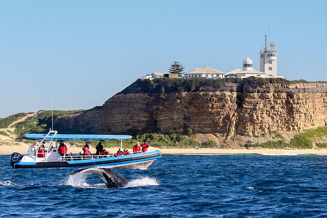 Humpback Whale Encounter Tour from Newcastle - Key points at a glance