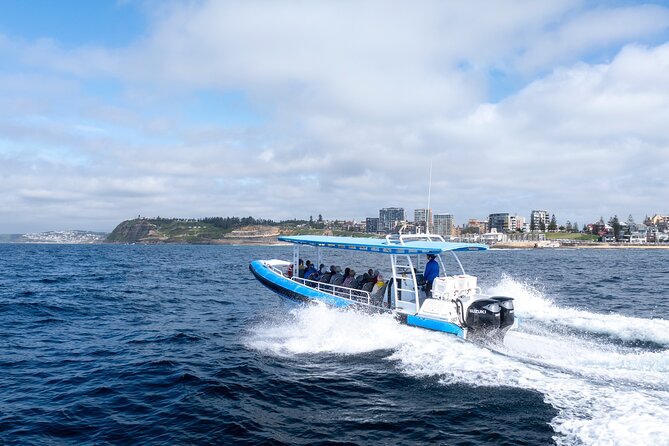 Humpback Whale Encounter Tour from Newcastle - Searching for humpback whales offshore