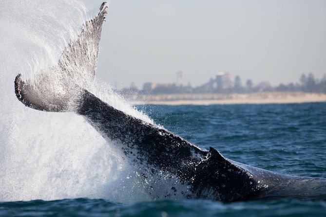 Humpback Whale Encounter Tour from Newcastle - Weather, sea conditions, and the no-whale policy