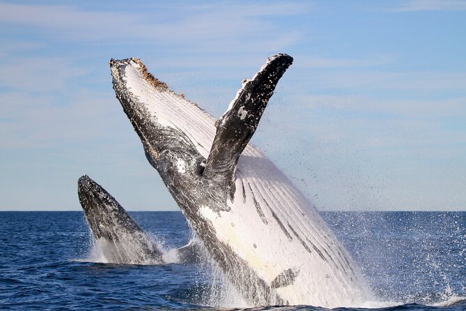 Humpback Whale Encounter Tour from Newcastle - A guide who helps you see what is happening