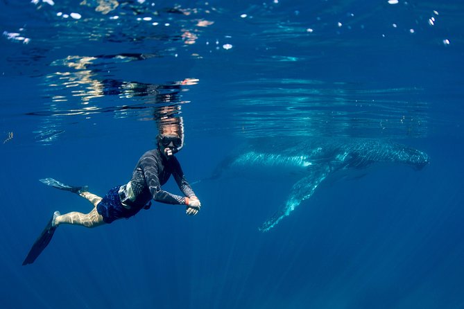 Humpback Whale Safari - The 7:30 am start in Coral Bay