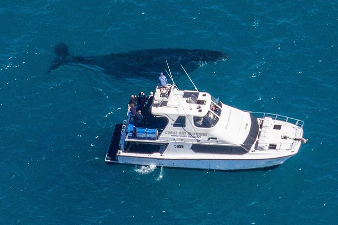 Humpback Whale Safari - Who will enjoy this most