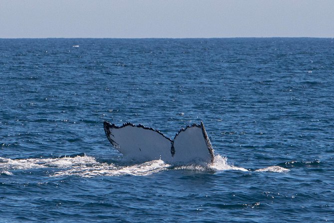 Humpback Whale Safari - The best way to set your expectations