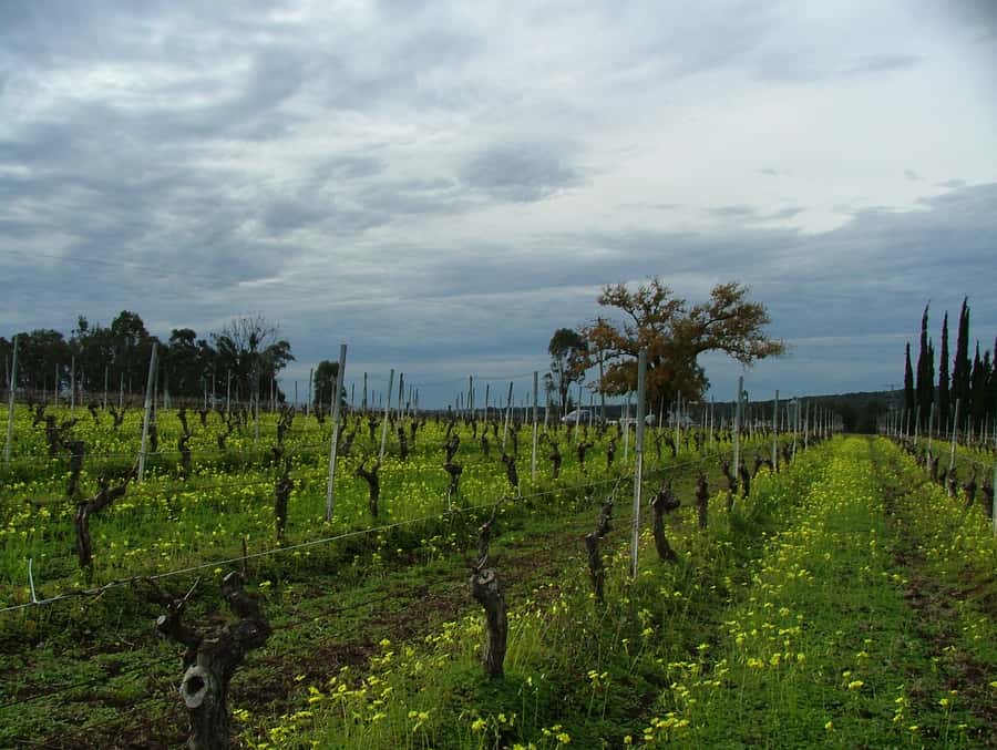 Hunter Valley: Uncork the Hunter Full-Day Wine Tour - Chocolate and wine matching brings a lighter finish