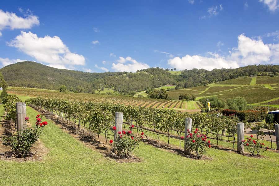 Hunter Valley: Wine Tour with 3 Tastings and Garden Lunch - Should you book it?