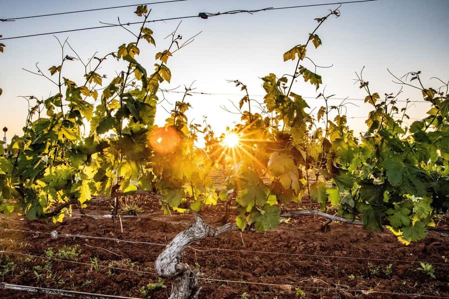 Hunter Valley: Wine Tour with 3 Tastings and Garden Lunch - Three cellar doors, three ways to taste wine