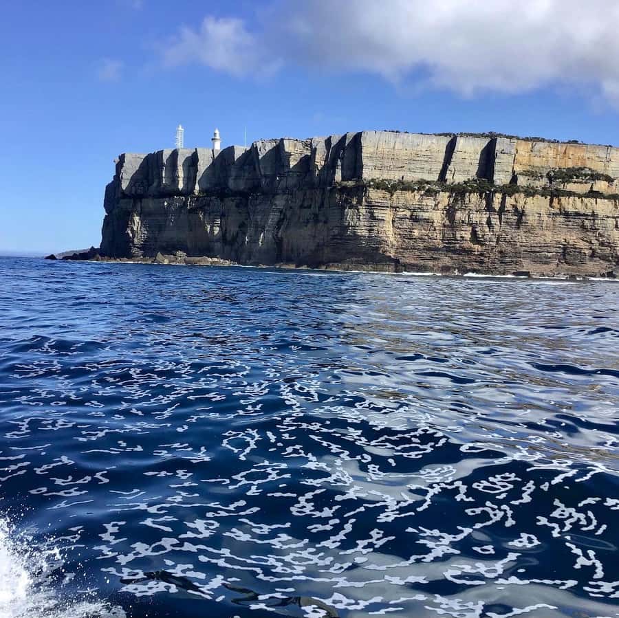 Jervis Bay: 2-Hour Cruise of Jervis Bay Passage - The dolphin watch
