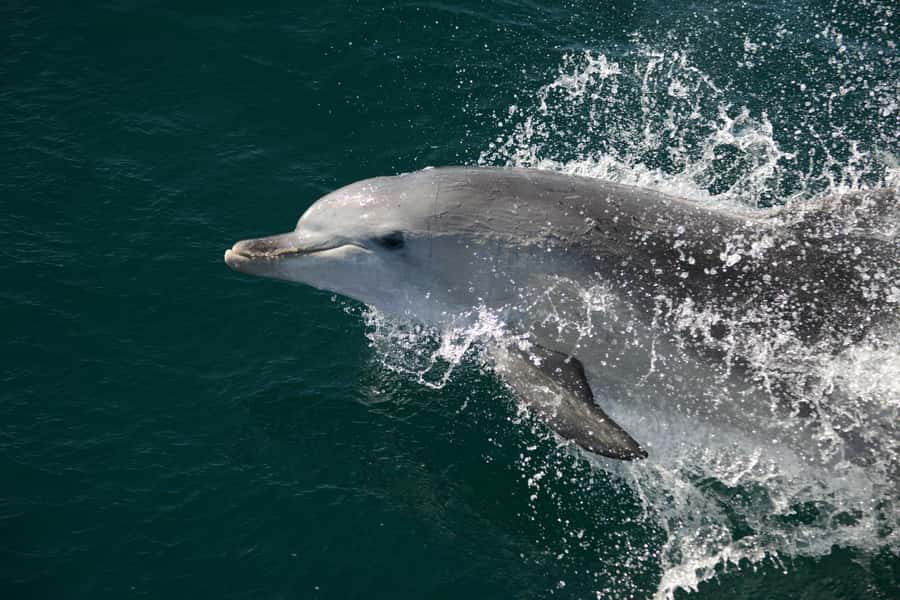 Jervis Bay: 2-Hour Cruise of Jervis Bay Passage - Commentary from Henry, Brendon, Sonia, and the crew