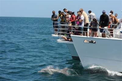 Jervis Bay Dolphin Cruise