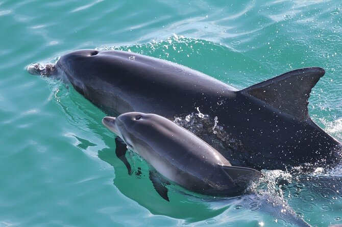 Jervis Bay Dolphin Cruise - Is $37.30 a fair price?
