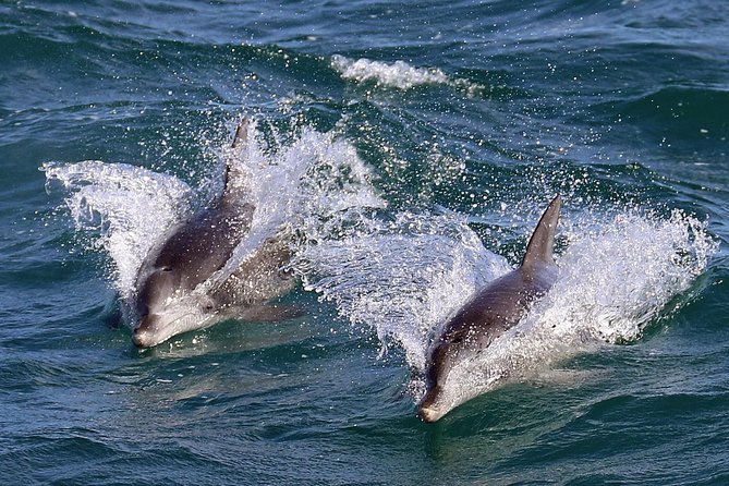Jervis Bay Dolphin Cruise - When the cruise works best