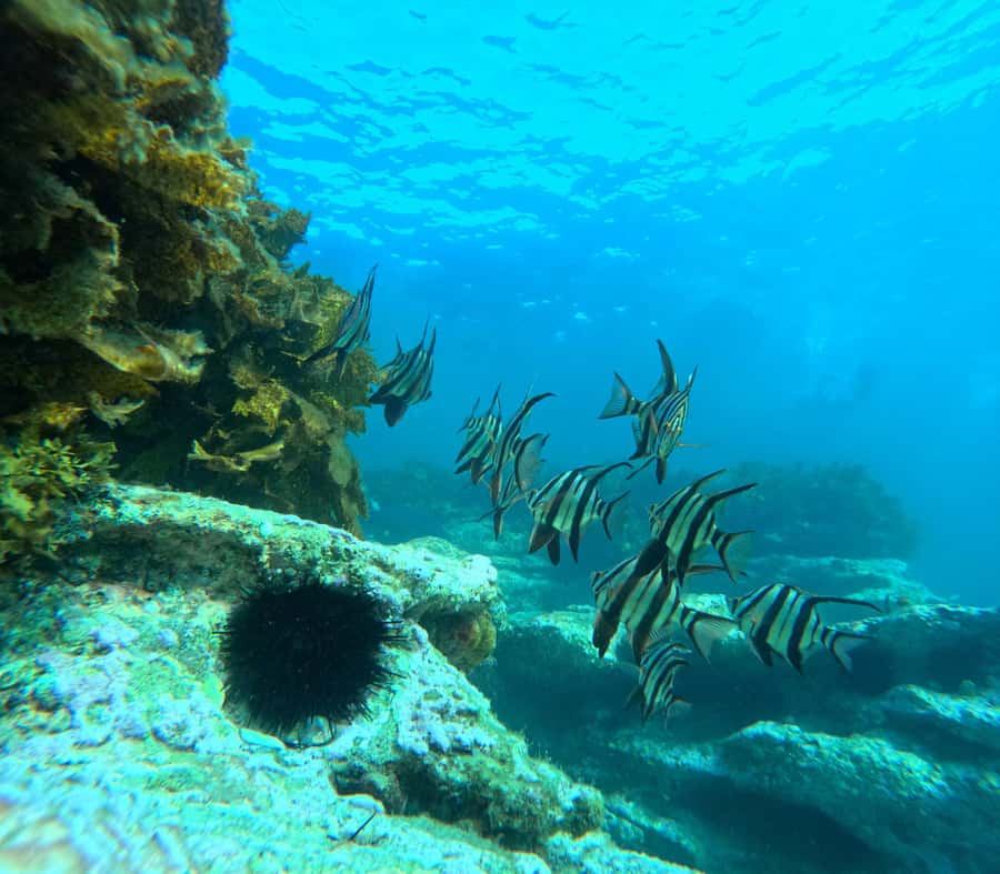 Jervis Bay: Guided Snorkelling Tour with expert guide - Key points at a glance
