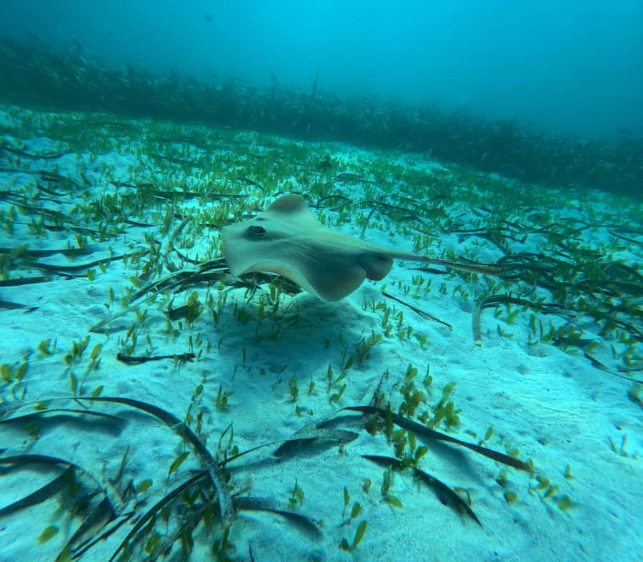 Jervis Bay: Guided Snorkelling Tour with expert guide - Meeting Scott at Murray’s Beach Carpark