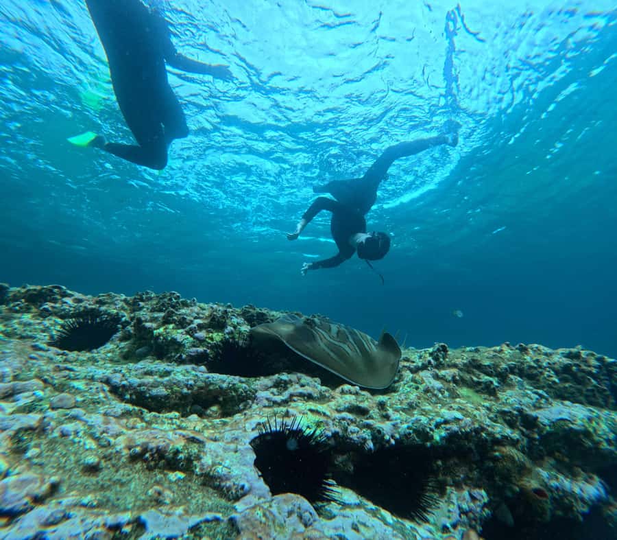 Jervis Bay: Guided Snorkelling Tour with expert guide - Exploring Booderee National Park from the water