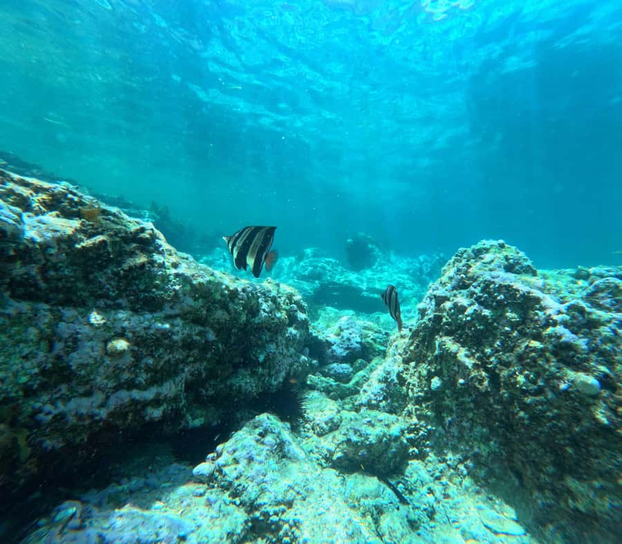 Jervis Bay: Guided Snorkelling Tour with expert guide - Why the guide makes a real difference