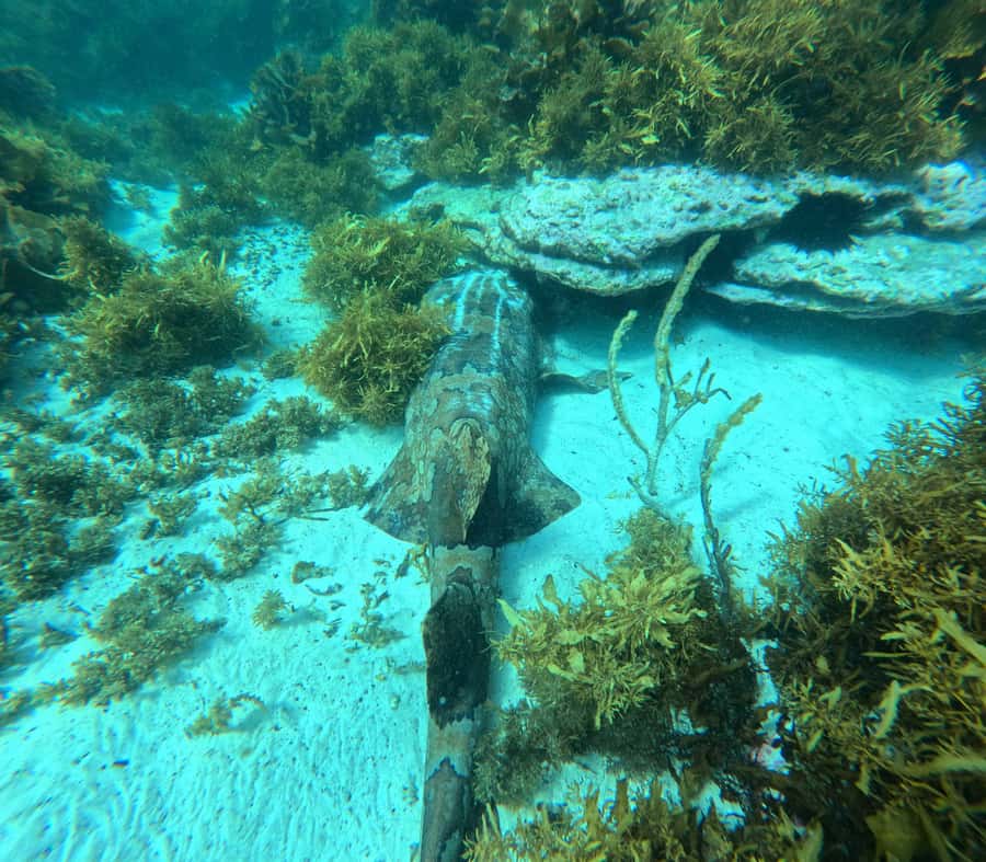 Jervis Bay: Guided Snorkelling Tour with expert guide - The post-snorkelling picnic and free media