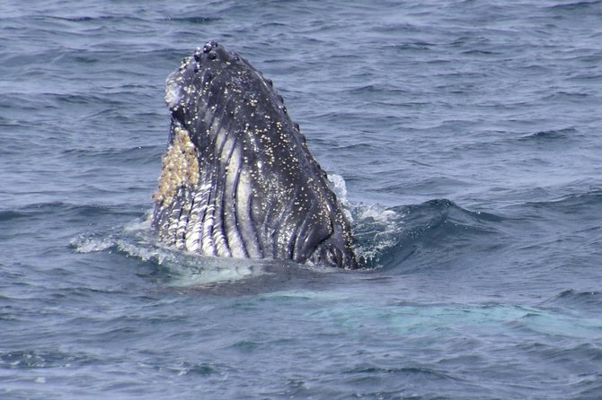 Jervis Bay Whale Watching Tour - Is the €40.95 price good value?