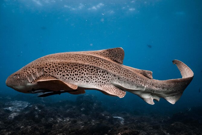 Julian Rocks: Premier Snorkeling Tour Byron Bay - Why Julian Rocks draws so much marine life