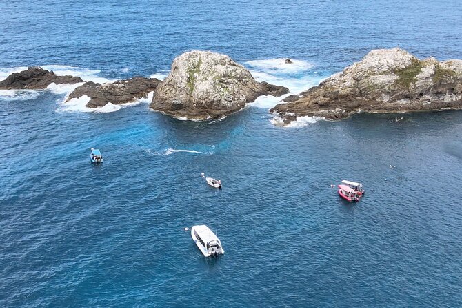 Julian Rocks: Premier Snorkeling Tour Byron Bay - Sharks, turtles and rays: what you might see