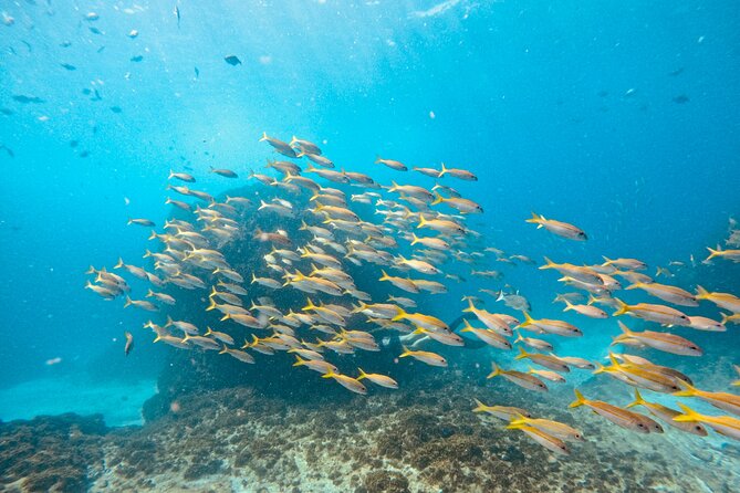 Julian Rocks: Premier Snorkeling Tour Byron Bay - Equipment, sunscreen and what you still need