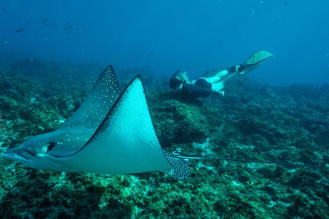 Julian Rocks: Premier Snorkeling Tour Byron Bay - Weather, cancellations and practical timing