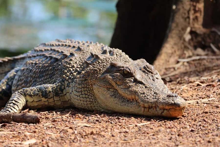 Jumping Crocodile Cruise from Darwin Half-Day Scenic Trip - One hour on a purpose-built crocodile boat